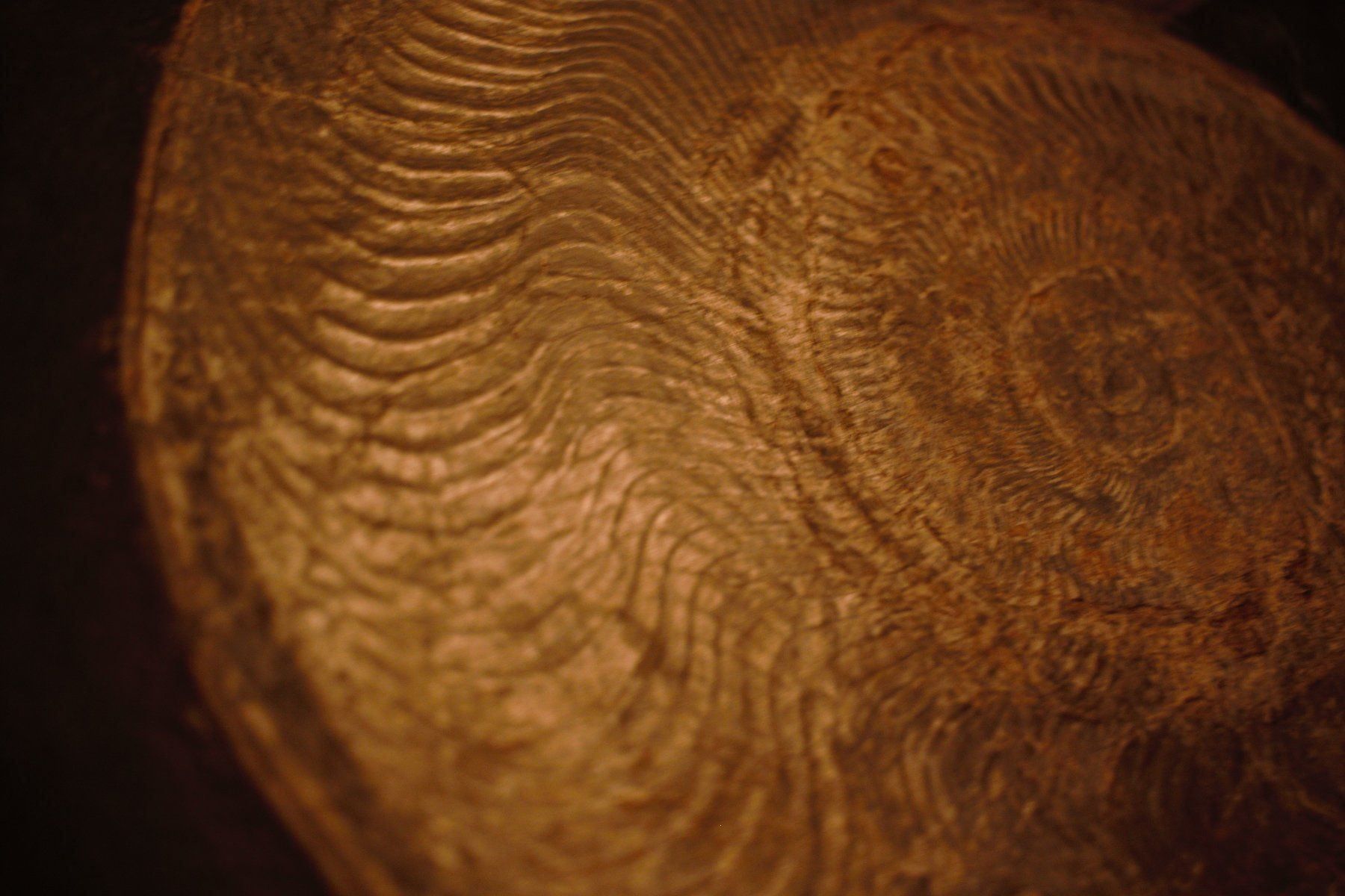 Fossili: Grosser Ammonit in Schiefer. – Nuovo (secondo la descrizione) da Besenbüren venduto da teluride89 5