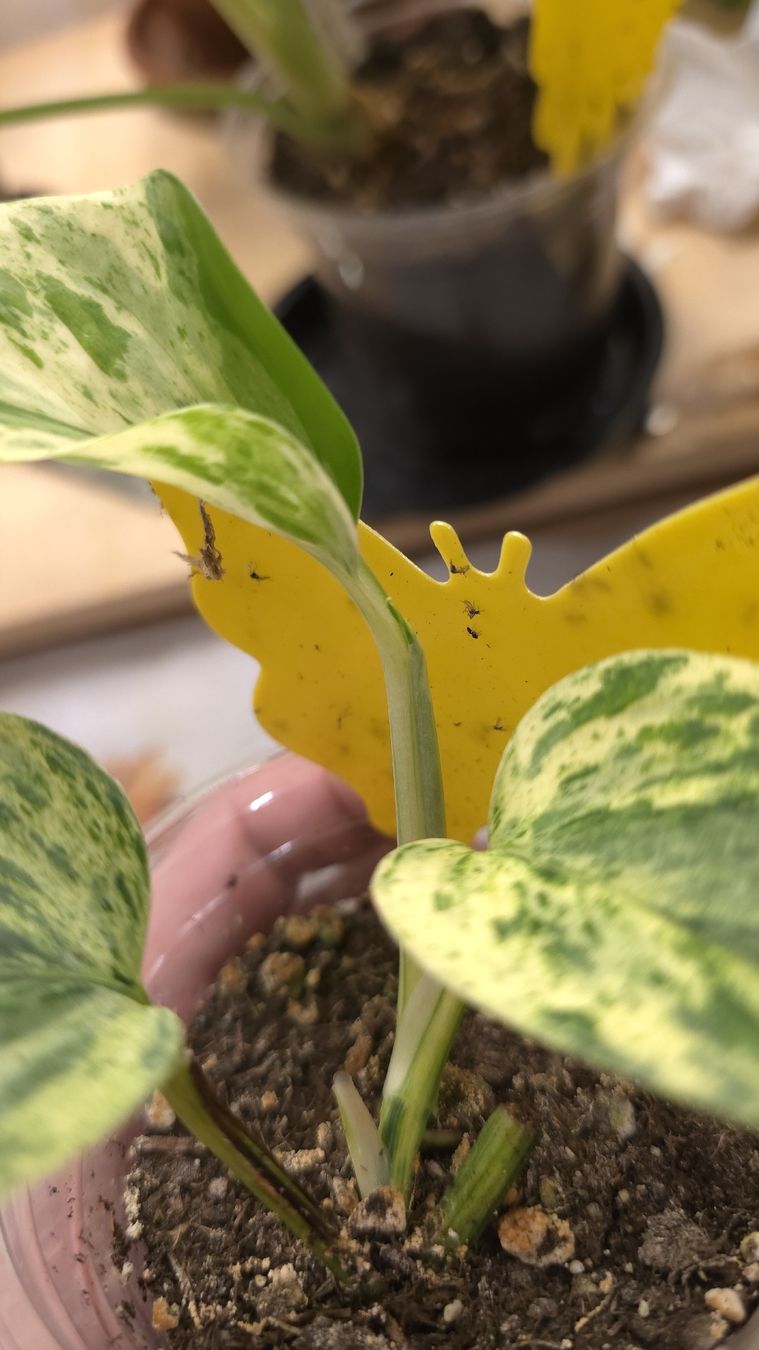Piante & sementi: Epipremnum Marble Queen  – Nuovo (secondo la descrizione) da Neyruz FR venduto da bry_2dg9 1