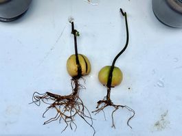 Two Avocado trees in one pot (siblings or couple)