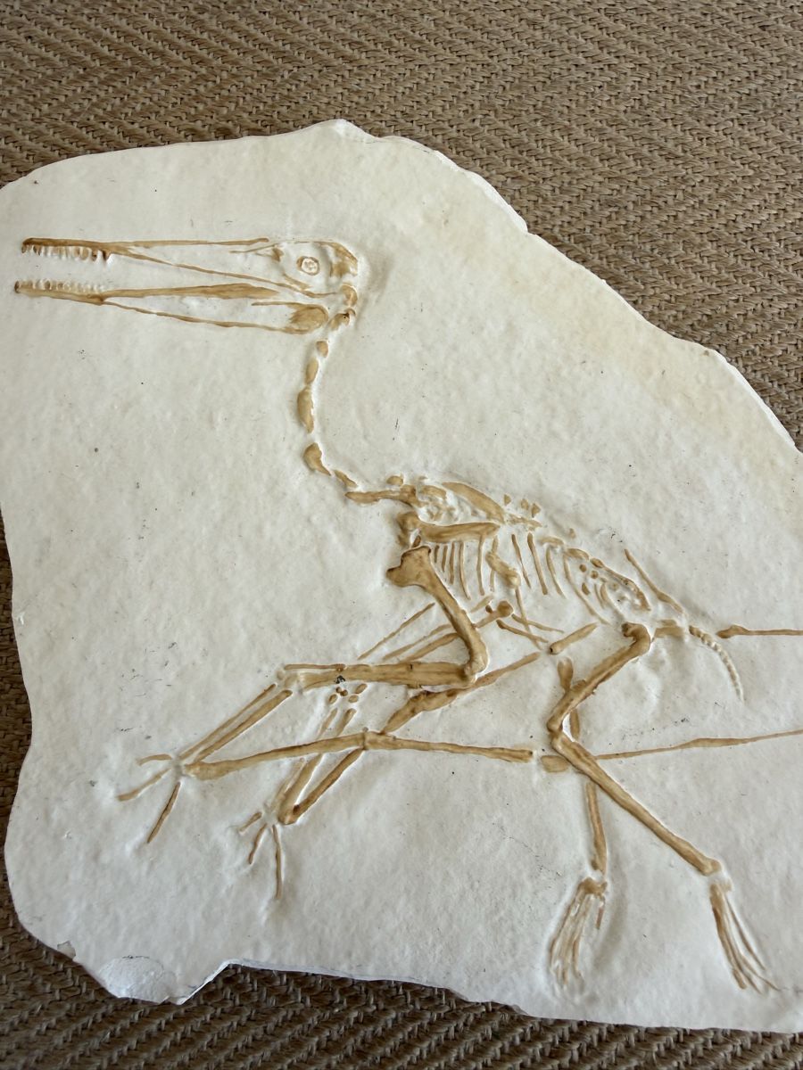 Fossili: Flugdrache Pterodactylus Fossil Replika  – Usato da Konolfingen venduto da petzipetz 1