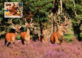 Maximumkarte Jahreszeiten - Herbst, Rothirsche