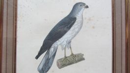 VOGEL HABICHT PRÊTRE AUTOUR Stich 1830 - antik Goldrahmen