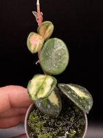 Hoya 'Mathilde' variegata! Rarität! 🦄