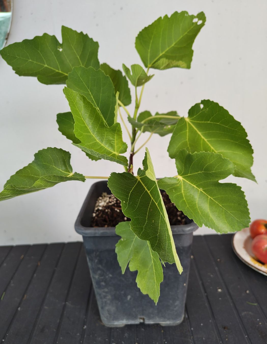 Plantes & graines: Schwarze Feigenbaum im Topf junge Pflanze – D'occasion à Uerkheim par Justi.y 2