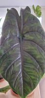🤩Alocasia Green Unicorn Spross