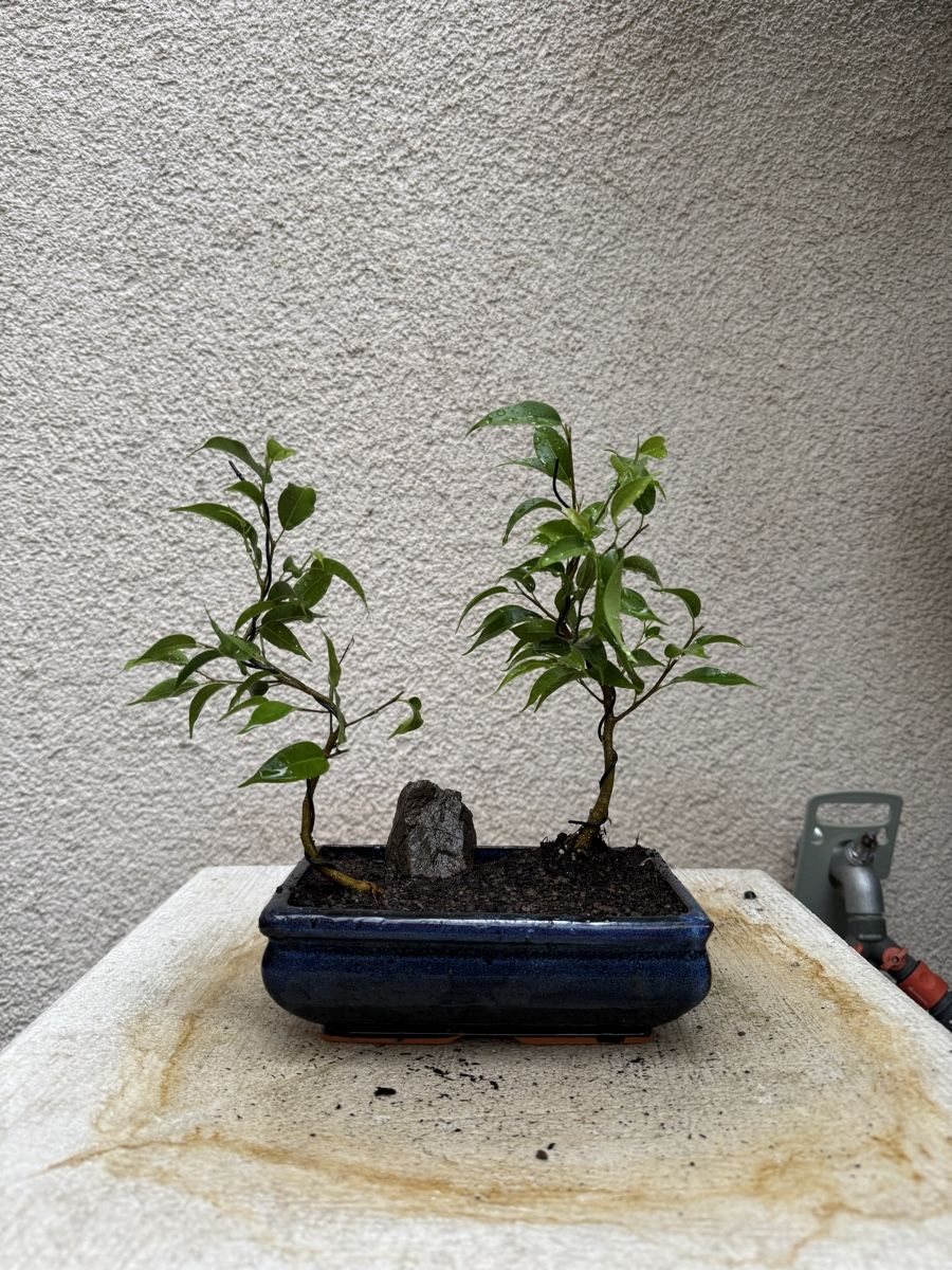 Pflanzen & Samen: Bonsai Ficus Wald. Doppel Bonsai – Gebraucht aus Rümlang von Gruseh.ch