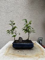 Bonsai Ficus Wald. Doppel Bonsai