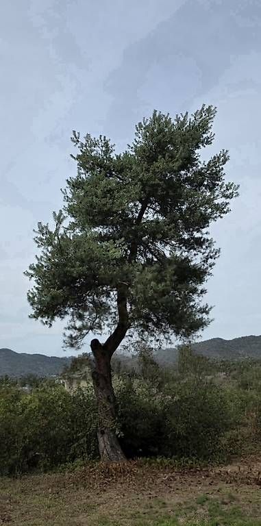 Articoli in legno: Baum oder Brennholz – Nuovo e nell'imballaggio originale da Rupperswil venduto da Jacky081