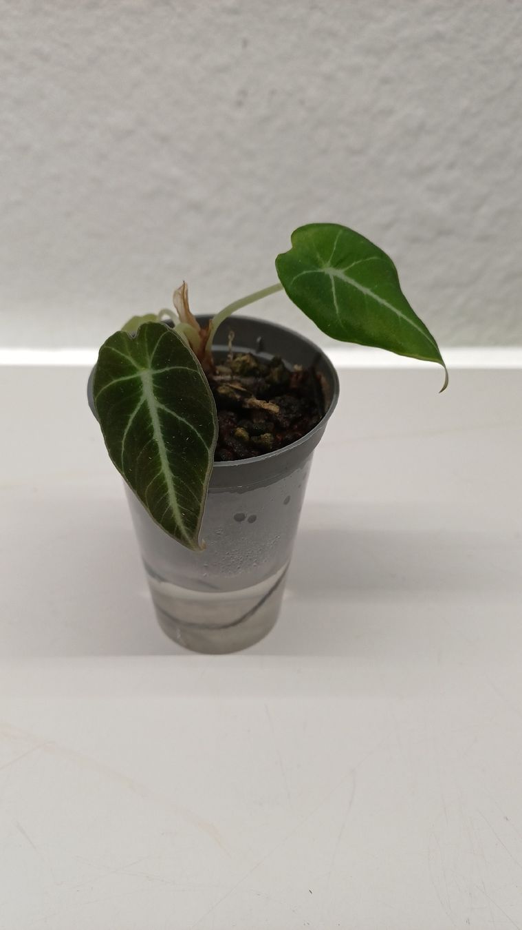 Piante & sementi: Monstera.....and more...Mini Jungle – Usato da Bern venduto da uwi_8t7x 6