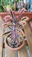 Kalanchoe 'Pink Butterfly' variegaga Steckling🦋🌸