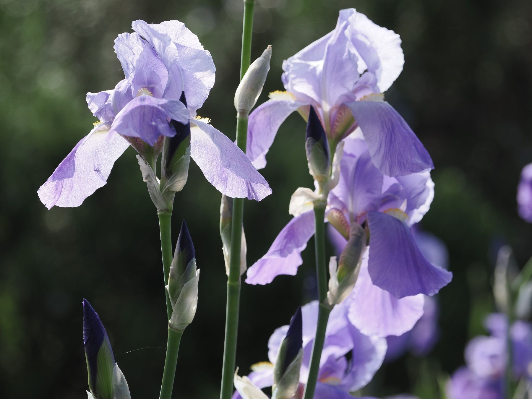 Piante & sementi: 1 Bartiris Schwertlilie hitzebeständig Gartenpflanze – Nuovo (secondo la descrizione) da Auenstein venduto da mar_8mxd 1