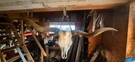 Echter Longhorn-Rinderschädel mit großen Hörnern