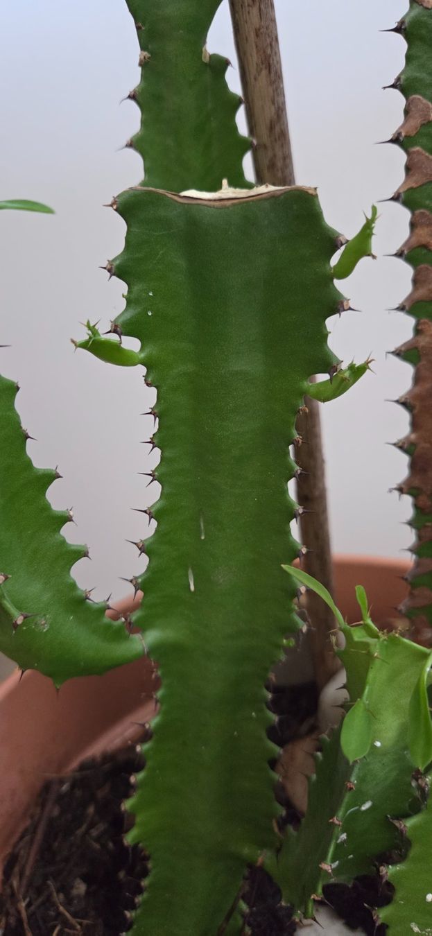 Plantes & graines: schöner Kaktus mit Blätter – D'occasion à Würenlos par ir_ga 3