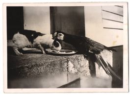 Fotografie Schostal, Tierfreundschaft Pa