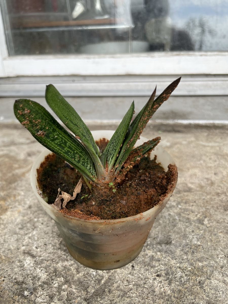 Piante & sementi: Sanseveria sp. "Nashorn" ca 8cm geoss – Usato da Nidau venduto da Beritundpan 1