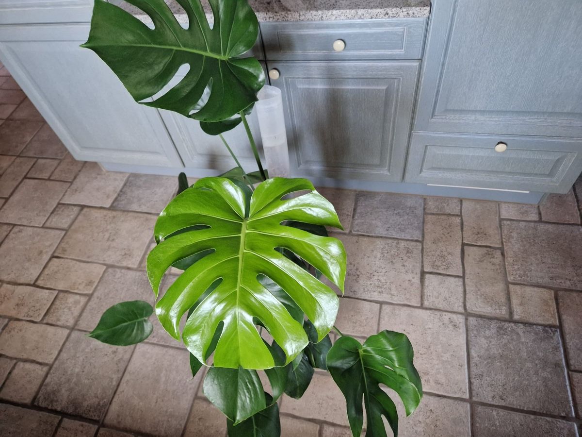 Pflanzen & Samen: Monstera Deliciosa 🪴 – Gebraucht aus Menziken von Ines.Coelho