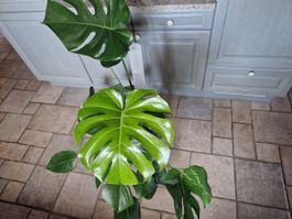 Monstera Deliciosa 🪴