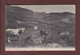 Bei AROSA - Kühe - 1918
