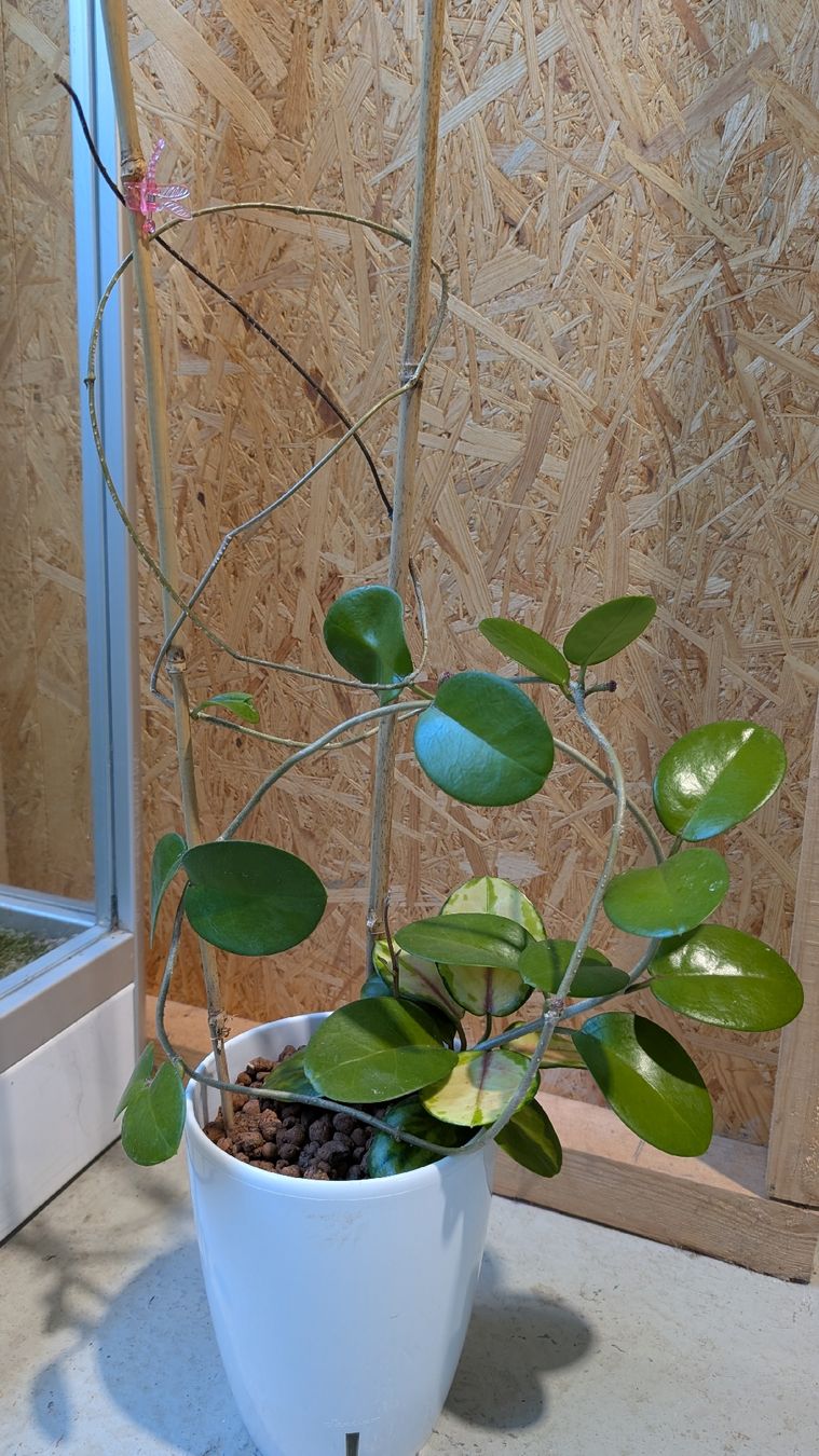 Plantes & graines: Hoya Australis – D'occasion à Untervaz par Lyraia