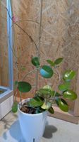 Hoya Australis
