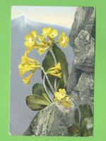 Alte Ansichtskarte Schlüsselblume Alpen
