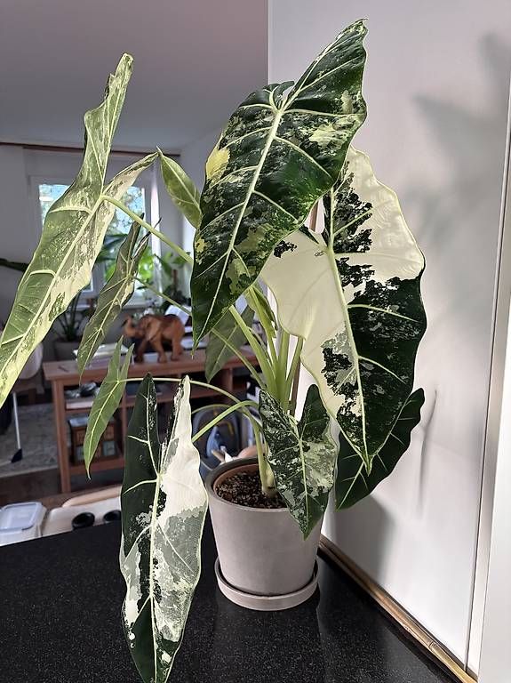 Piante & sementi: Grosse Alocasia Frydek Variegata – Usato da Oberbuchsiten venduto da Muskatellerchen 3
