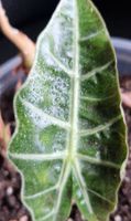 🤩Alocasia Polly Rhizom 