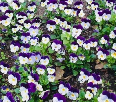 Piante & sementi: 50 SAMEN MIX FELD-STIEFMÜTTERCHEN WILD – Nuovo e nell'imballaggio originale da Rovio venduto da POSITIFFARTandPLANTS 4