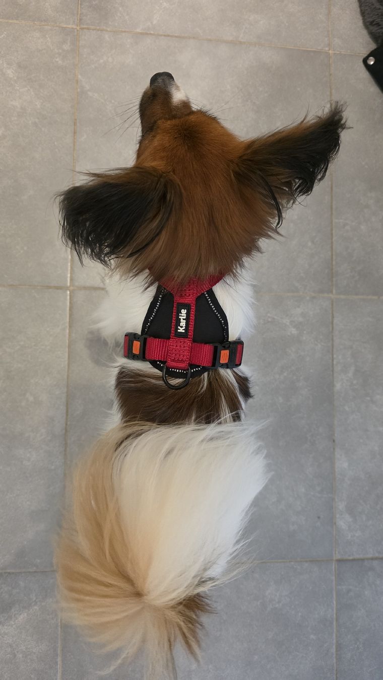 Attrezzatura da arrampicata: Harnais pour chien  – Usato da Fontainemelon venduto da ale_b865