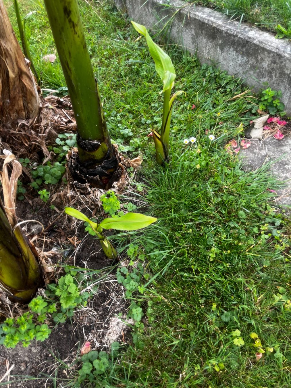 Piante & sementi: Bananen Jungpflanzen – Nuovo (secondo la descrizione) da Vinelz venduto da Wellensittich55