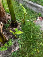 Bananen Jungpflanzen