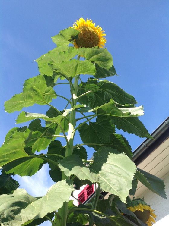 RiesenSonnenblumen 4,50m Kaufen auf Ricardo