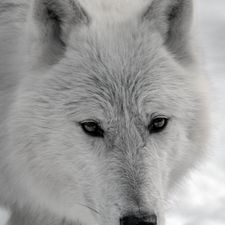 Profile image of lecolonel