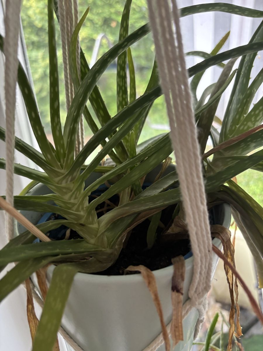 Pflanzen & Samen: Aloe Vera mit Übertopf  – Gebraucht aus Zürich von wie_p6fw 1