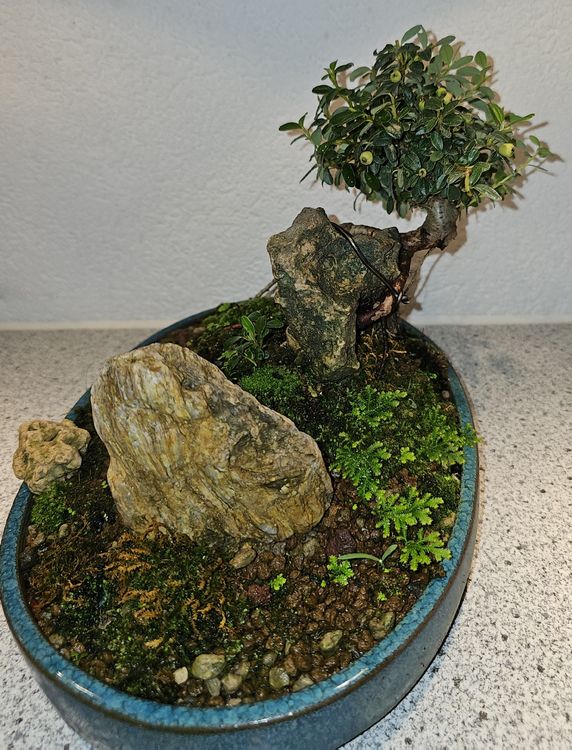 Einzigartige Bonsai Konstellation 8