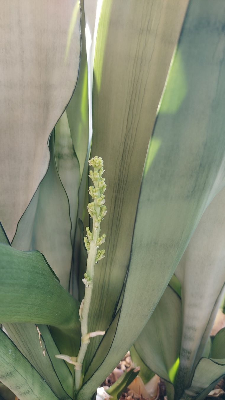 Piante & sementi: Sanseveria "Moonshine" / Sammlersorte Bogenhanf Ableger – Nuovo (secondo la descrizione) da Thalheim venduto da silvara01 6