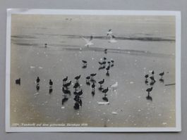 AK Taucherli Zürichsee 1929