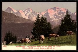 AK Mürren, Viehweide, Grütssalp mit Eiger, Mönch und Jungfra