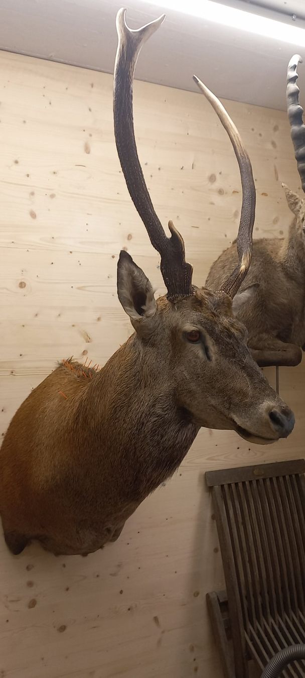 Il mondo degli animali: HirschTrophäe – Nuovo (secondo la descrizione) da Mollis venduto da Resel1985 2