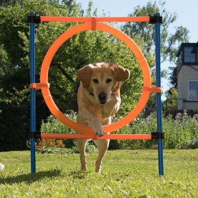Giochi: Agility Fun & Sport Sprungring – Nuovo (secondo la descrizione) da Wangen SZ venduto da Jaay_Sky 1