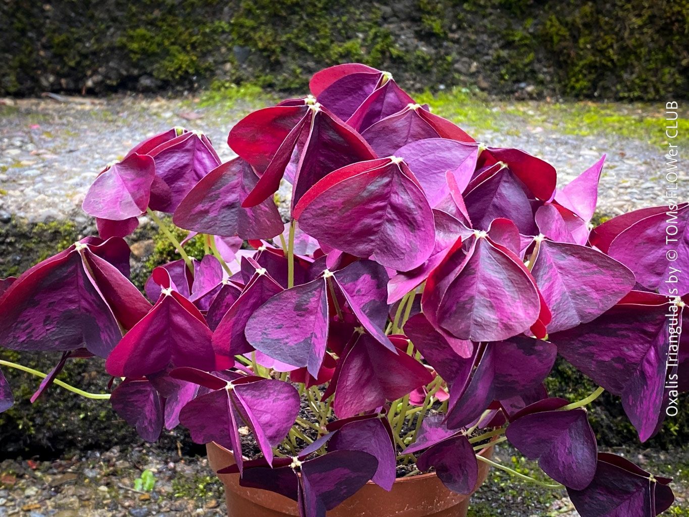 Piante & sementi: Oxalis Triangularis - Glücksklee intensiv Burgundy – Nuovo e nell'imballaggio originale da Adliswil venduto da astom369 2