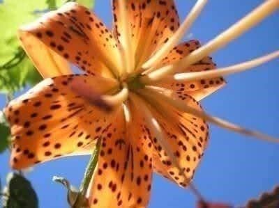 Lilium Azucena! Schöne seltene Blume | Kaufen auf Ricardo