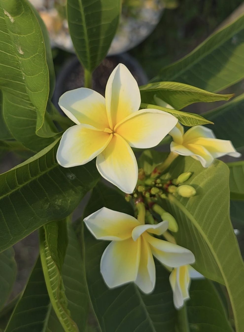 Piante & sementi: Plumeria / Frangipani Steckling Celadine – Usato da St.Erhard venduto da Plumilandschweiz 2
