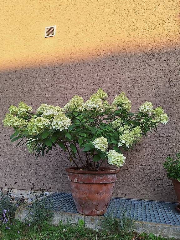 Plantes & graines: Hortensie – D'occasion à Madiswil par Oleander2