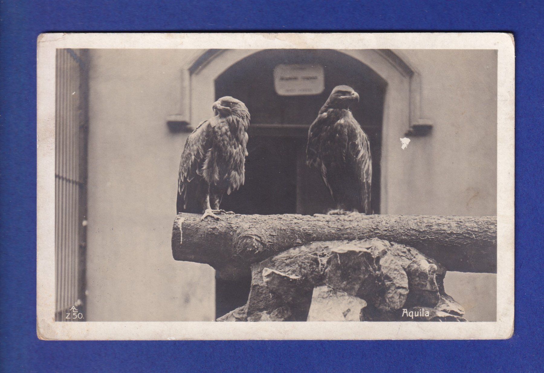 Ansichtskarten: OISEAU - Aigles – Gebraucht aus Pully von nicecards-shop