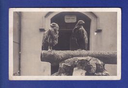 OISEAU - Aigles