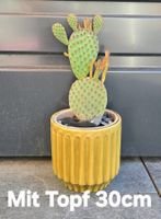 Opuntia Kaktus (Feigenkaktus)
