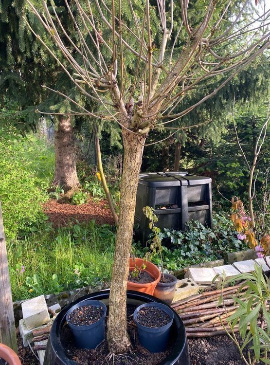 Pflanzen & Samen: Trompetenbaum Pflanzen Blumen Gartenbäume Baum – Gebraucht aus Dottikon von 6571 9