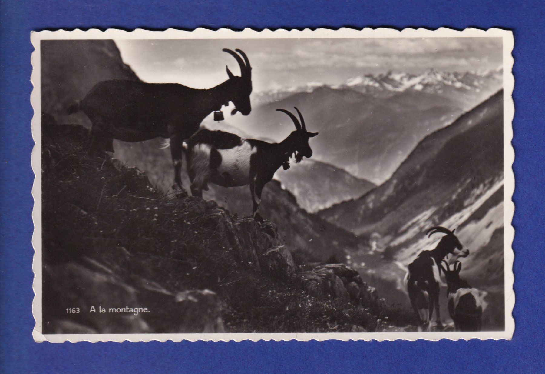 Cartoline postali: CHEVRE – Usato da Pully venduto da nicecards-shop