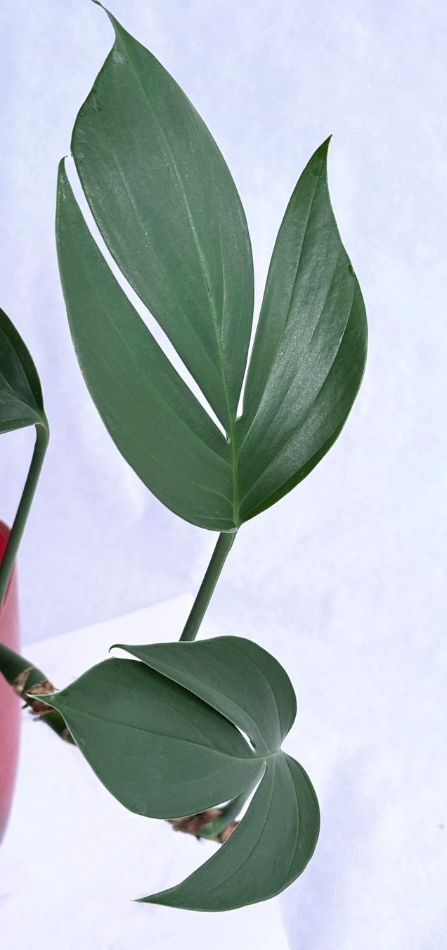 Piante & sementi: PHILODENDRON*Kylin Tail***** – Nuovo (secondo la descrizione) da Dübendorf venduto da Orchid18 1